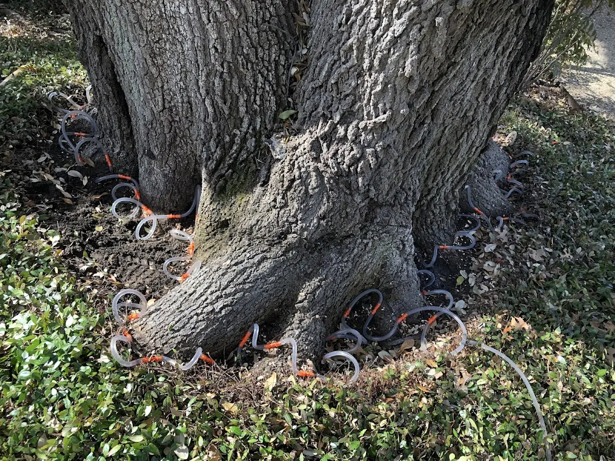 Detailed Tree Cabling and Bracing job site in Comstock Park